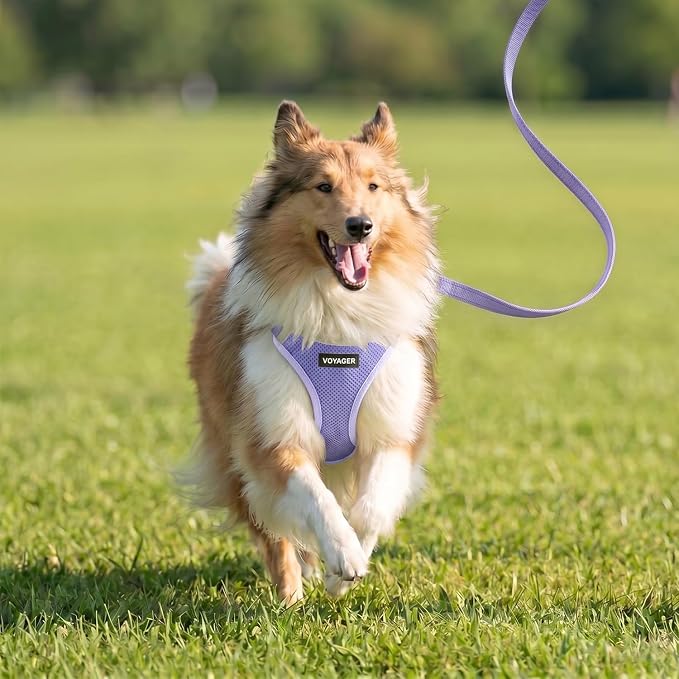 Walk Like a Cat, Sprint Like a Dog: The Tale of Two Leash Speeds